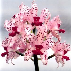 orquideas.jpg