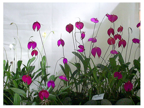 orquideas.jpg