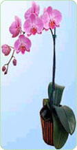 orquideas.jpg