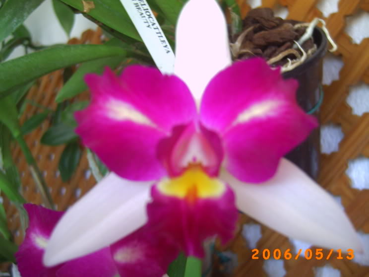 orquideas004.jpg