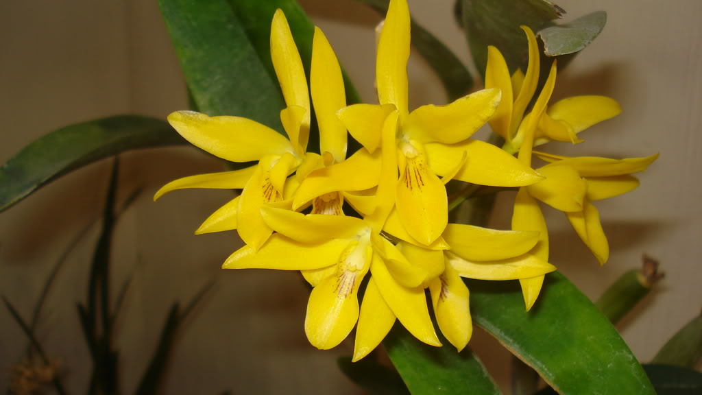 orquideas026.jpg