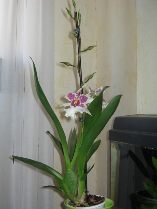 orquideas0307 002.jpg