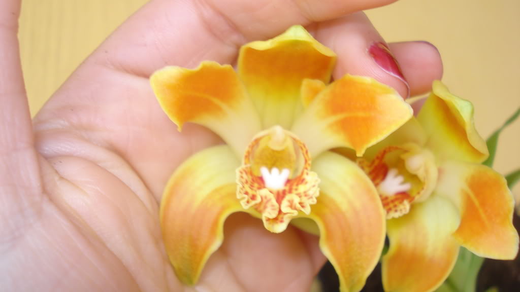 orquideas066.jpg