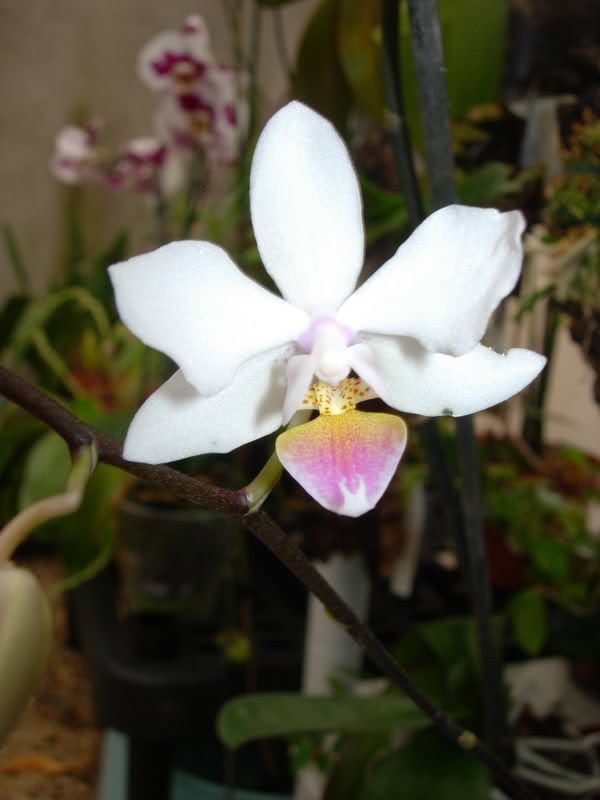 Orquideas08026.jpg