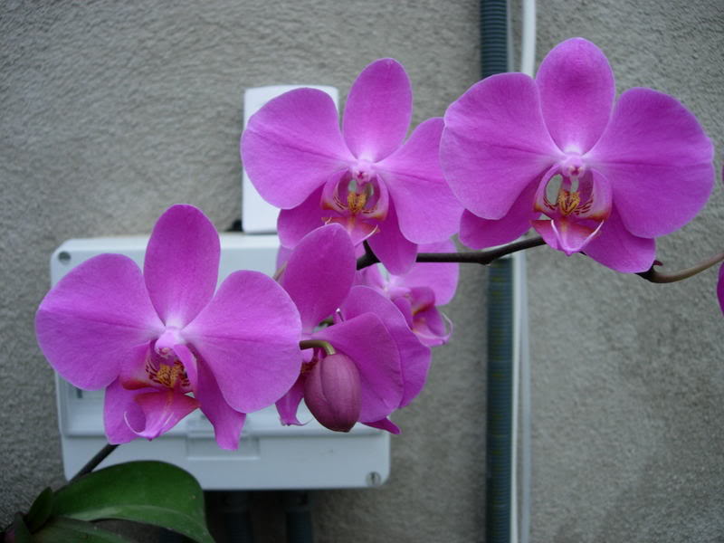 Orquideas08036.jpg