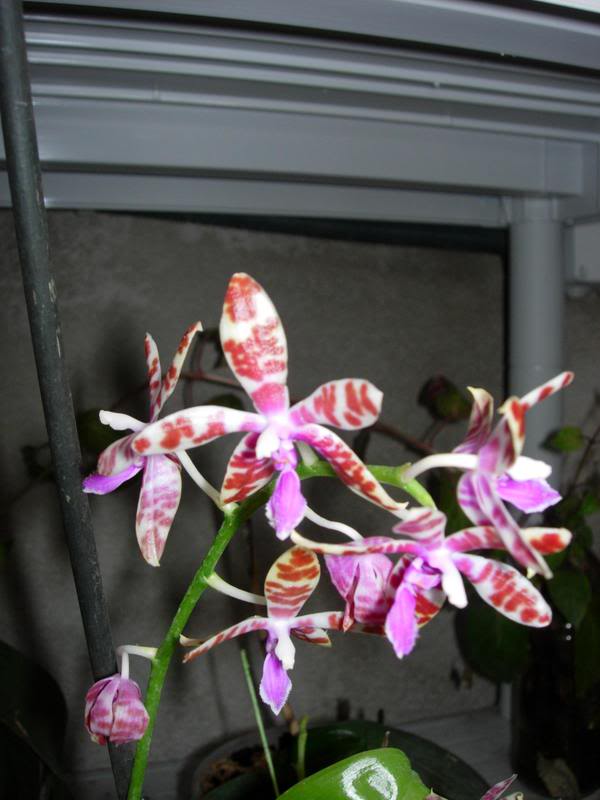 Orquideas08044.jpg