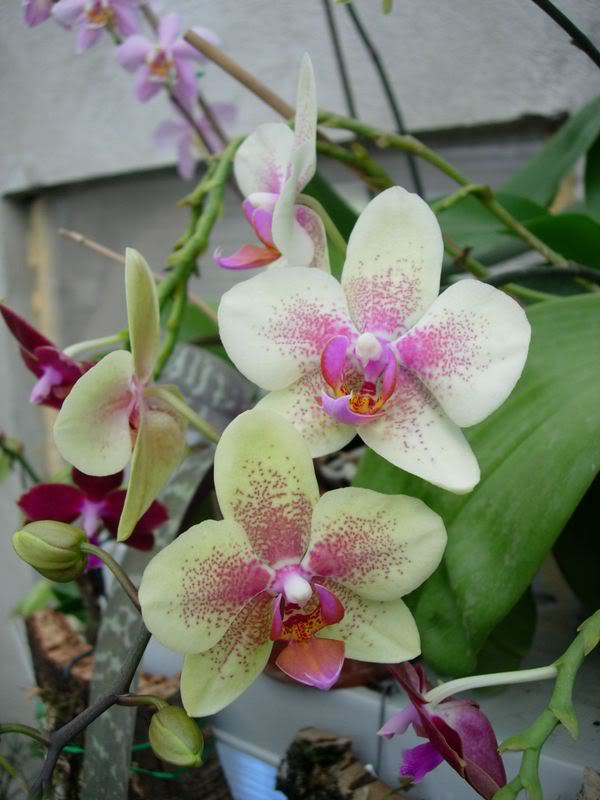 Orquideas08045.jpg
