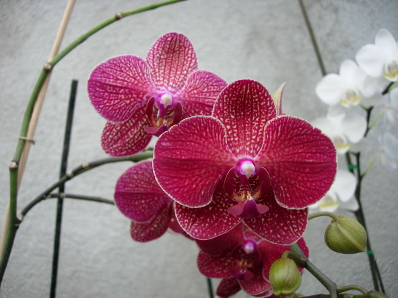 Orquideas08047.jpg