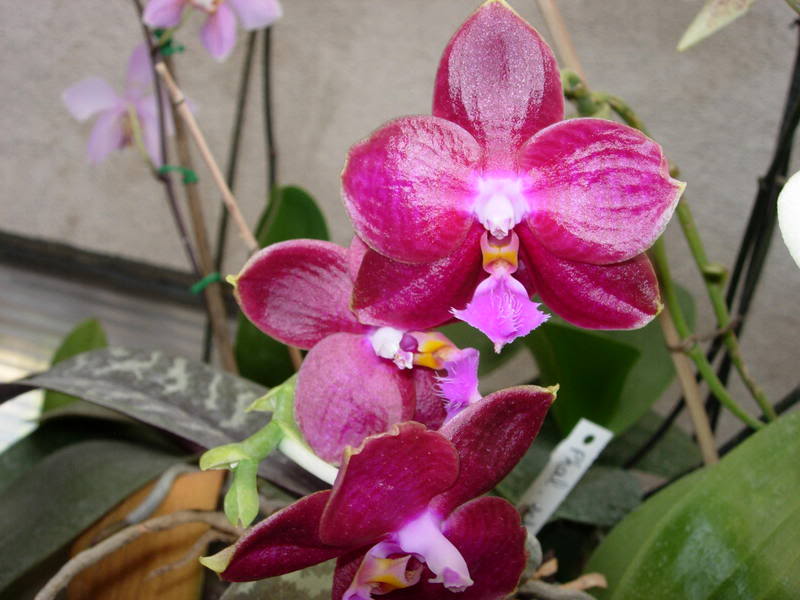 Orquideas08050.jpg