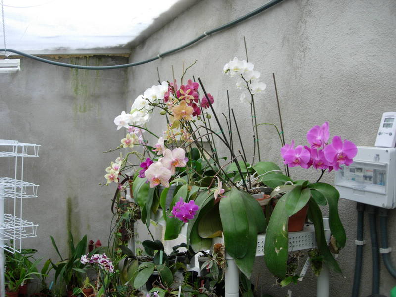 Orquideas08054.jpg