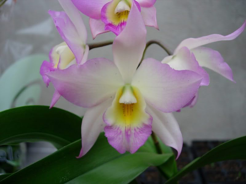 Orquideas08066.jpg