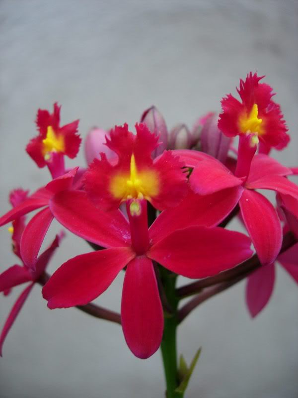 Orquideas08072.jpg