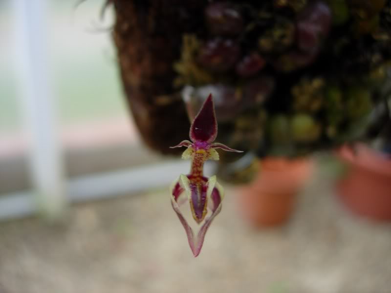 Orquideas08081.jpg