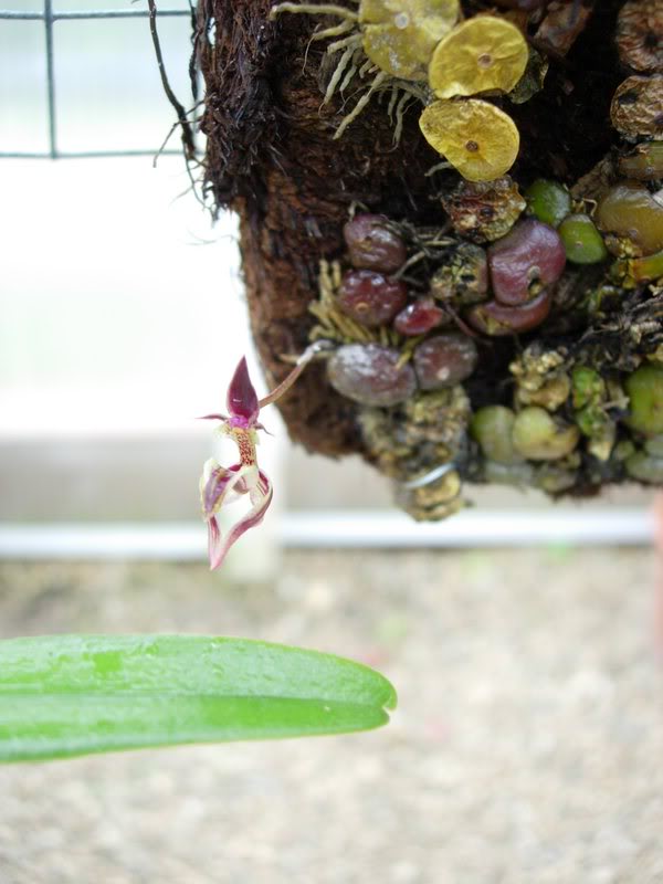 Orquideas08082.jpg