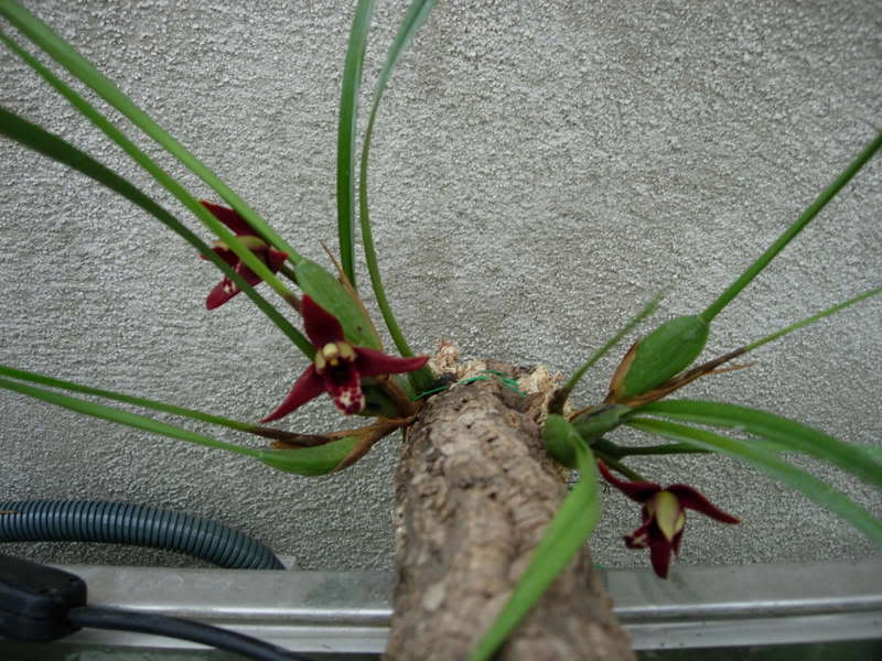 Orquideas08151.jpg