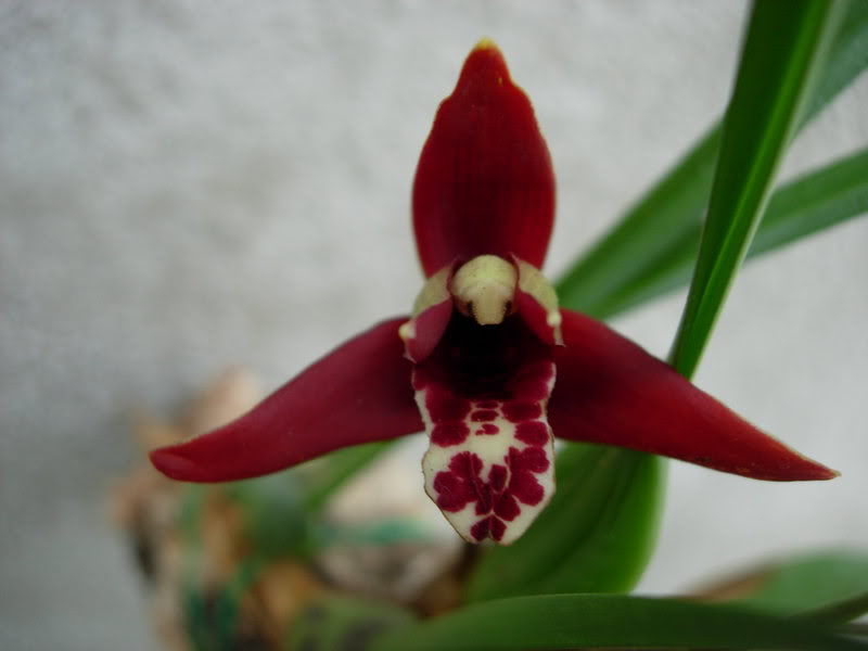 Orquideas08152.jpg