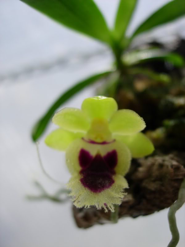 Orquideas08158.jpg