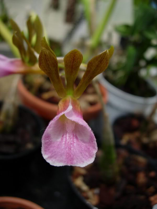 Orquideas08160.jpg