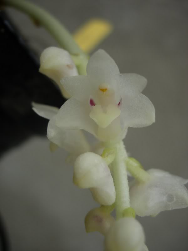 Orquideas08164.jpg