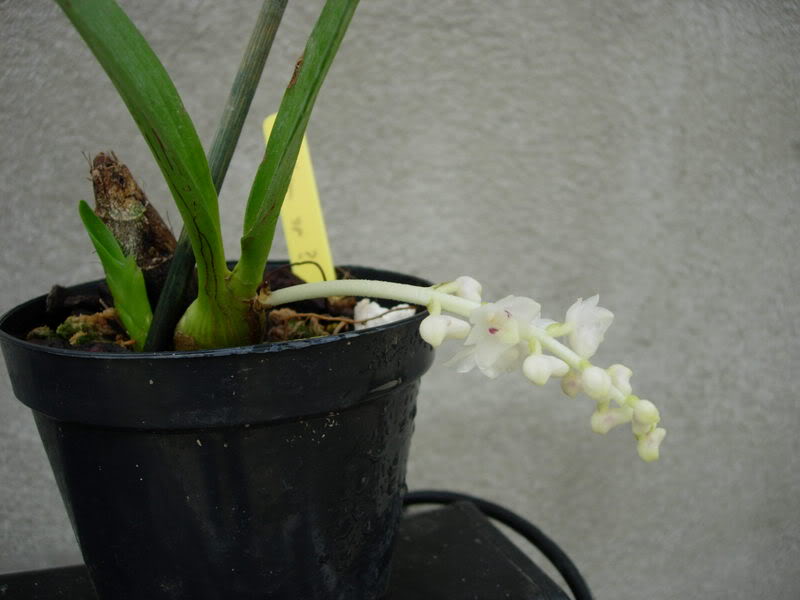 Orquideas08165.jpg