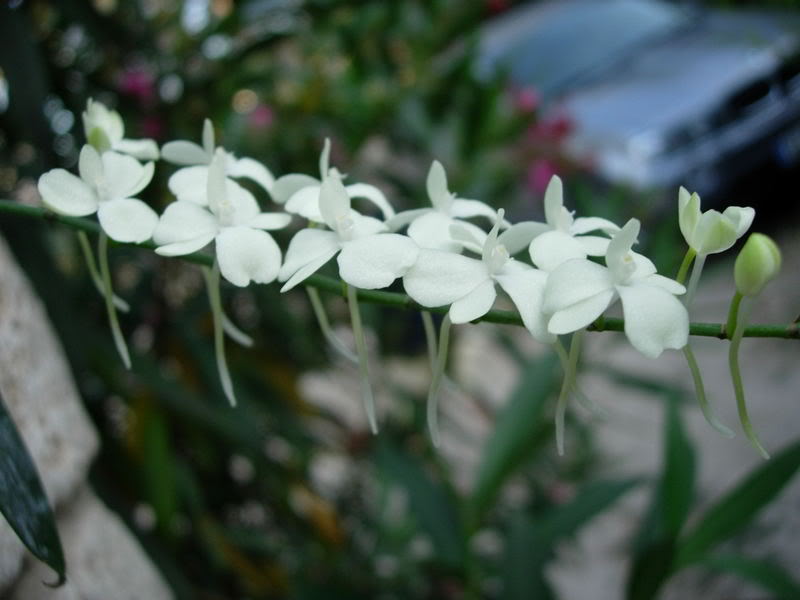 Orquideas08204.jpg