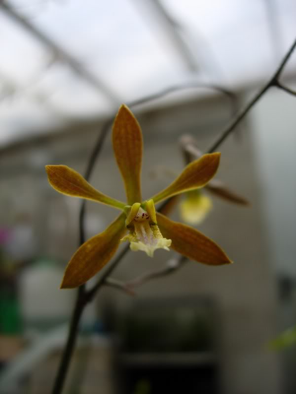 Orquideas08222.jpg