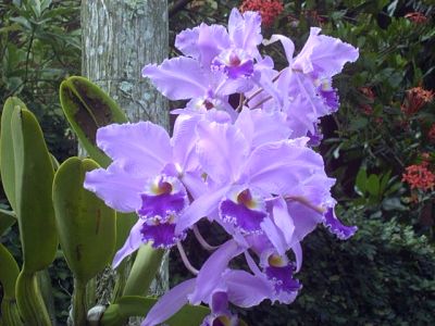 orquideas11.jpg