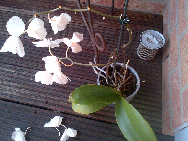 orquideas1_zpsf26b2628.png