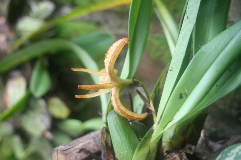 ORQUIDEAS281.jpg