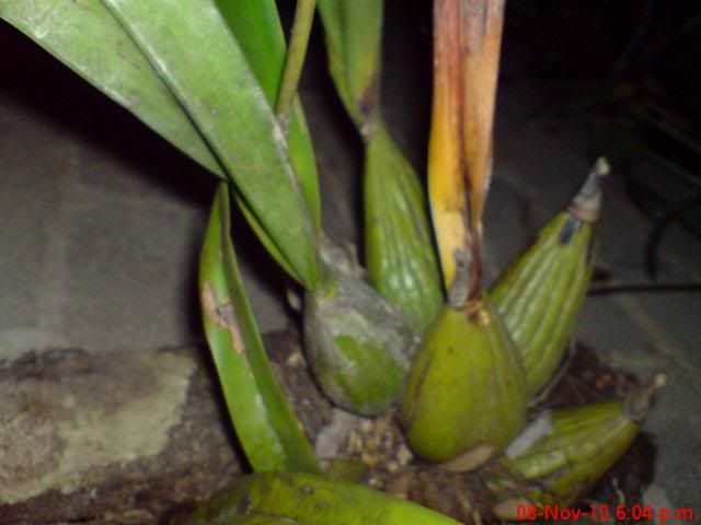 orquideas3.jpg