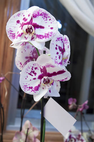 Orquideas_junio-2.jpg