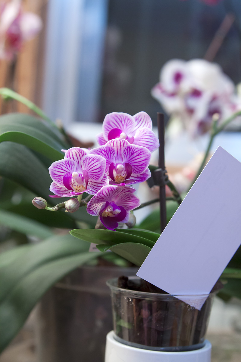 Orquideas_junio-3.jpg