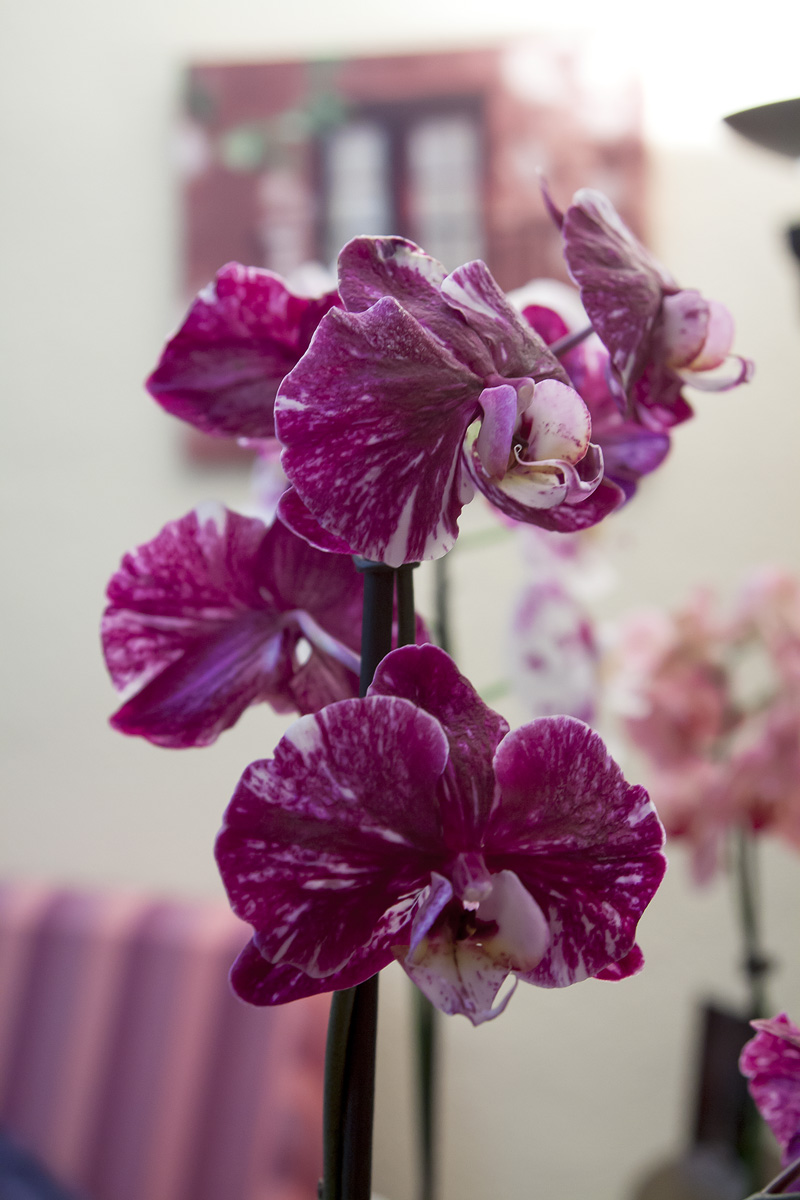 Orquideas_junio-4.jpg