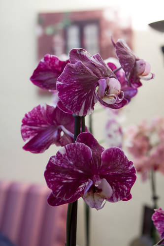 Orquideas_junio-4.jpg