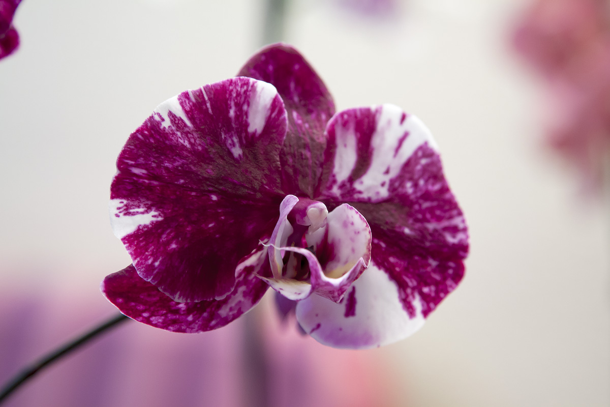 Orquideas_junio-5.jpg