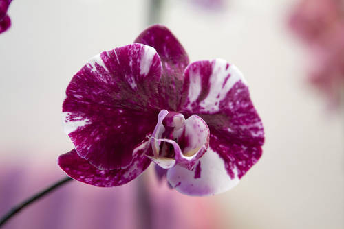 Orquideas_junio-5p.jpg