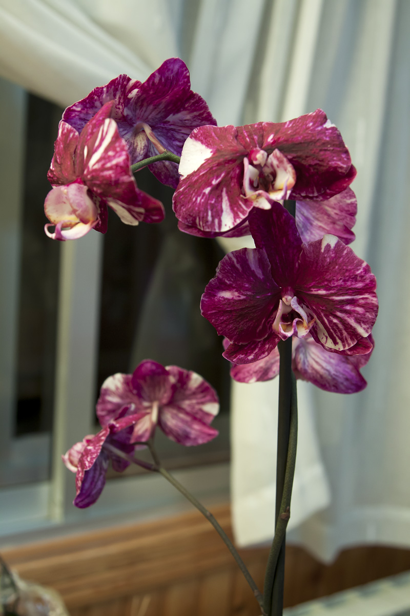 Orquideas_junio-6.jpg