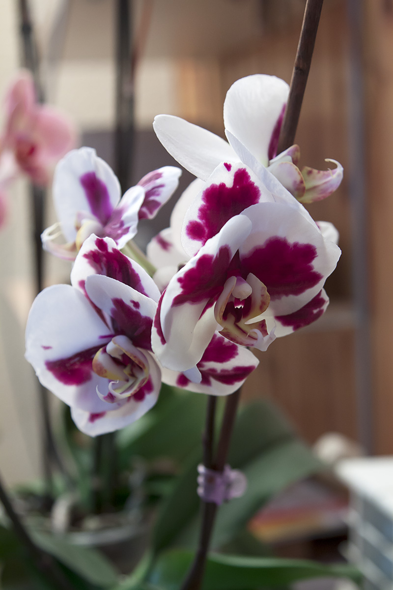 Orquideas_junio-7.jpg