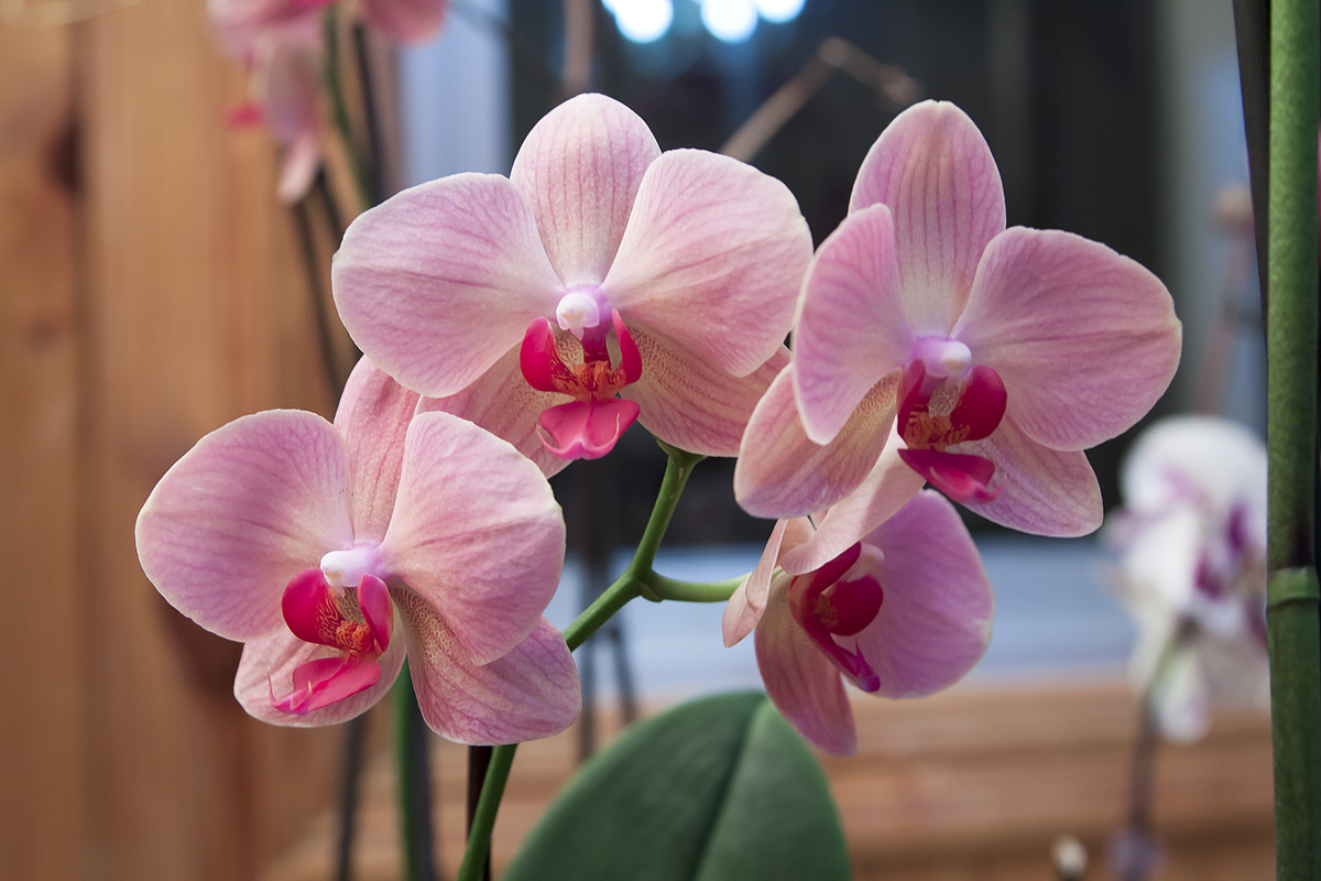 Orquideas_junio-8.jpg