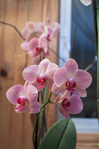 Orquideas_junio-9.jpg