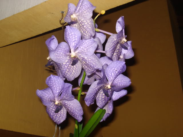 orquideasbellas002.jpg