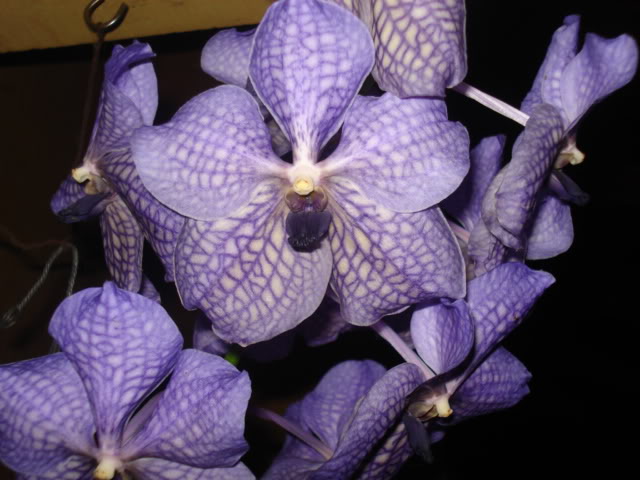 orquideasbellas003.jpg