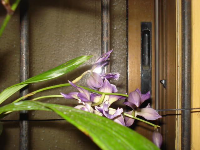 orquideasbellas019.jpg