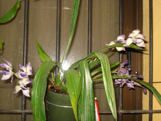 orquideasbellas020.jpg