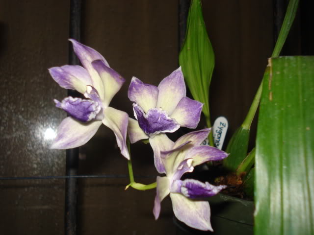 orquideasbellas021.jpg