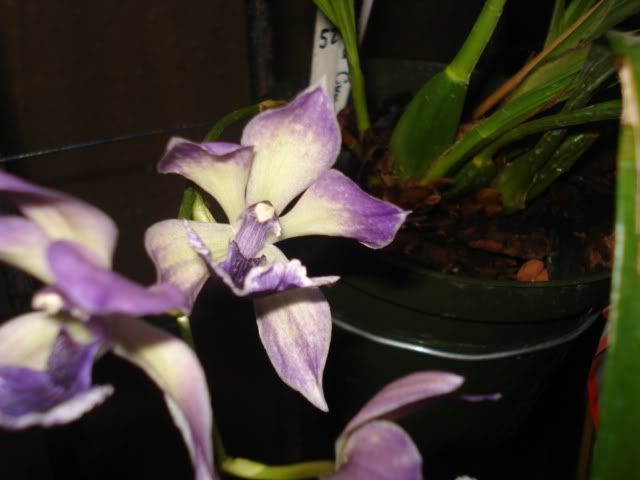 orquideasbellas022.jpg