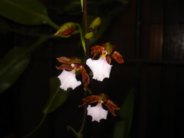 orquideasbellas025.jpg