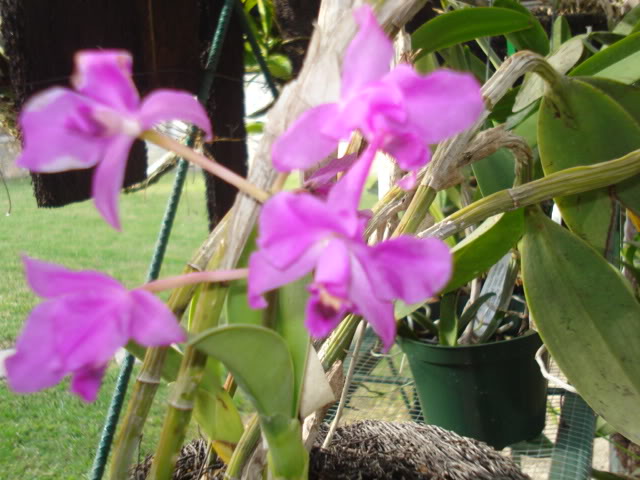 orquideasbellas026.jpg