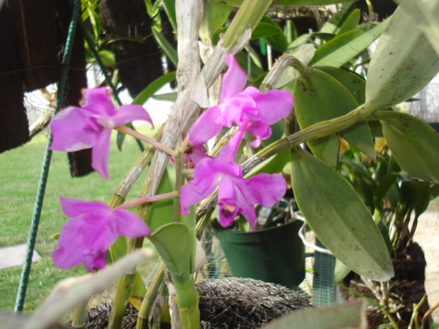 orquideasbellas027.jpg