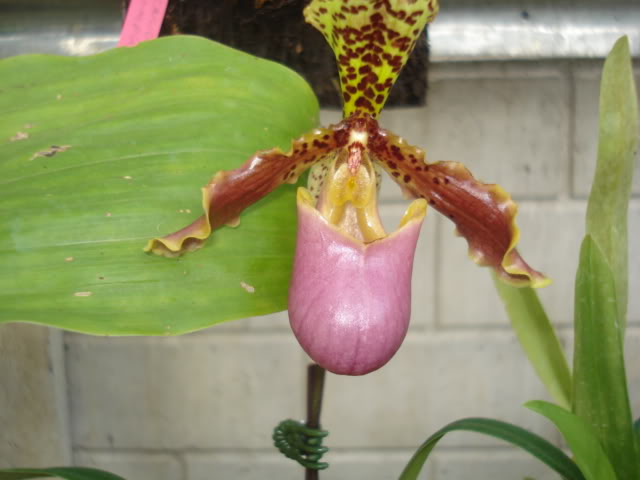 orquideasbellas028.jpg